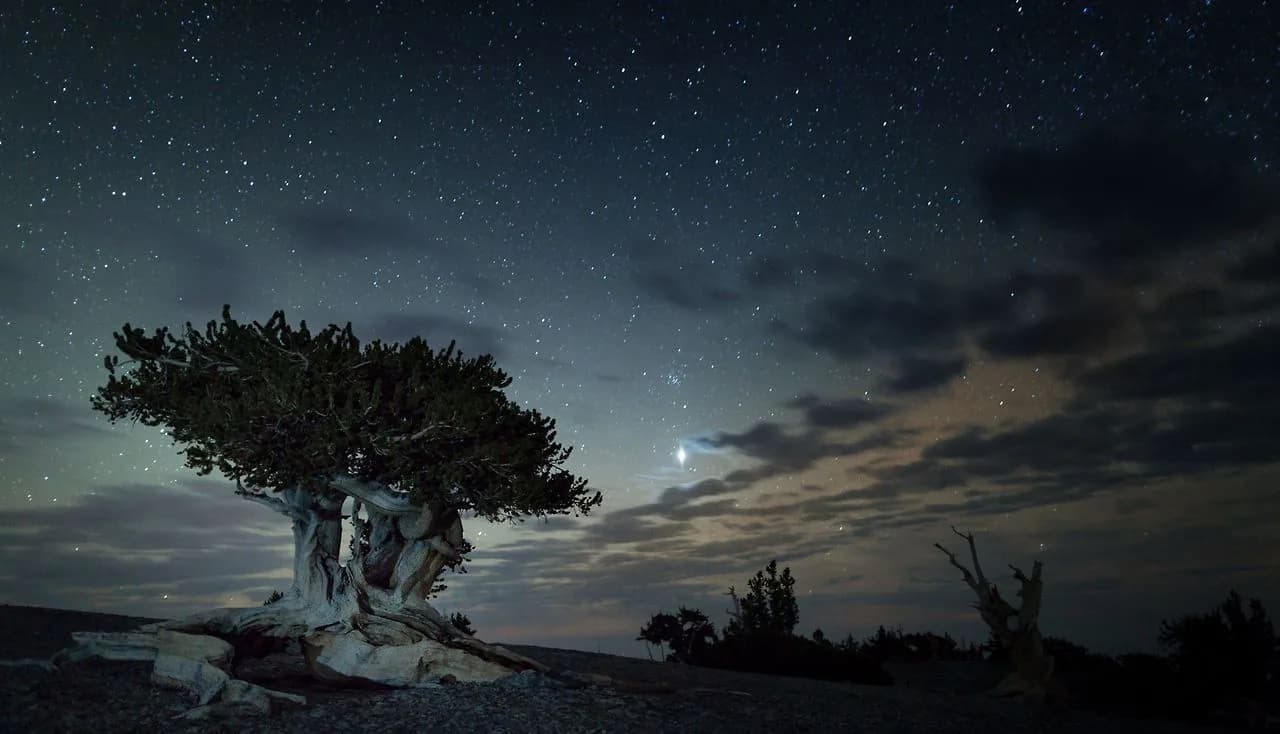 Stars above an ancient bristlecone pine in Great Basin National Park