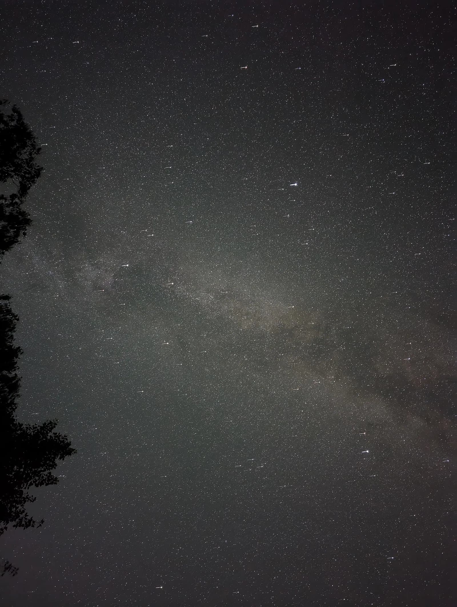 Milky Way above treetops at Headlands International Dark Sky Park