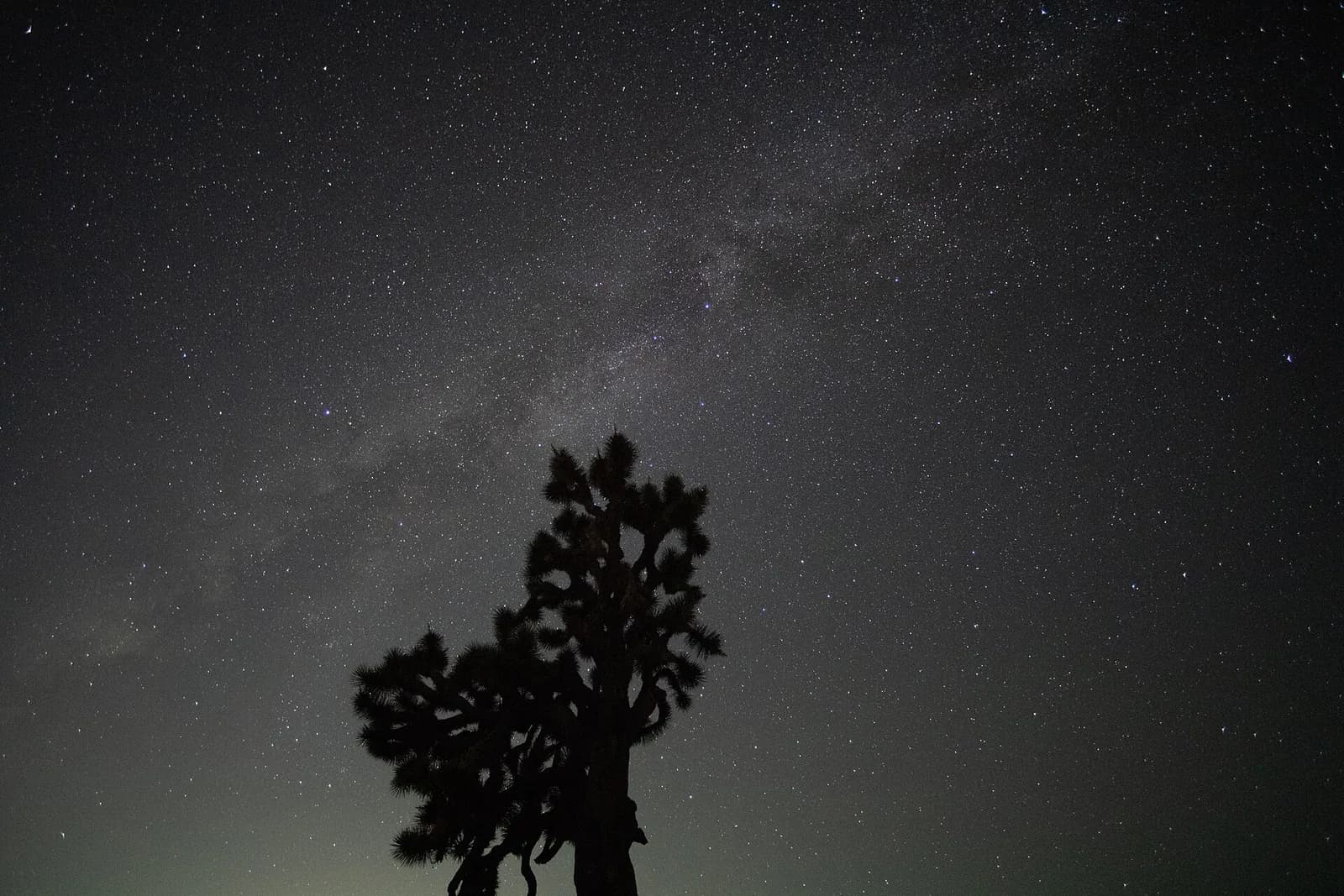 Milky Way above a silhouetted Joshua tree in Joshua Tree National Park
